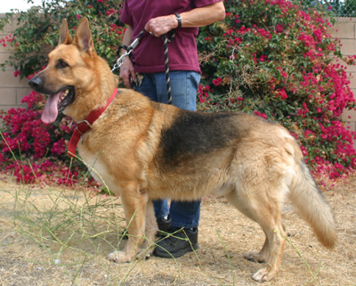 Westside German Shepherd Rescue of Los Angeles